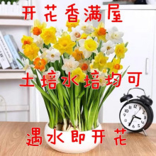 新品水仙花水培四季养盆栽重瓣开花卉植物室内花好养易活