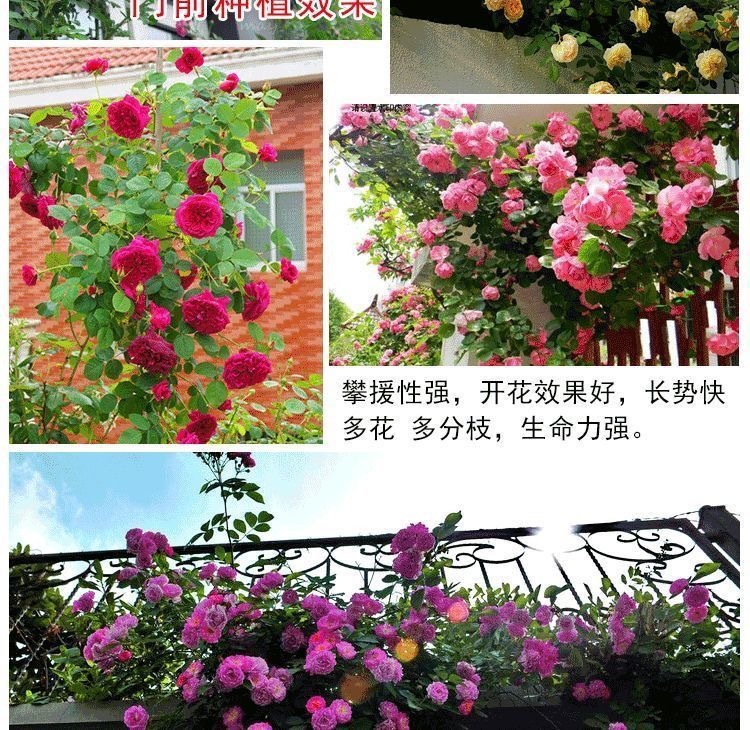 d6fba25e-3ce4-4347-9f8a-7b8de7e570a8.jpe