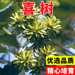 �G����ľ�N�� ϲ��N�� �e������ɏ ˮ�� ˮͩ�� ��ɏ�ӷN��