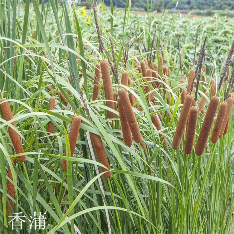 Продажа саженцев водяной свечи водяной рогоза