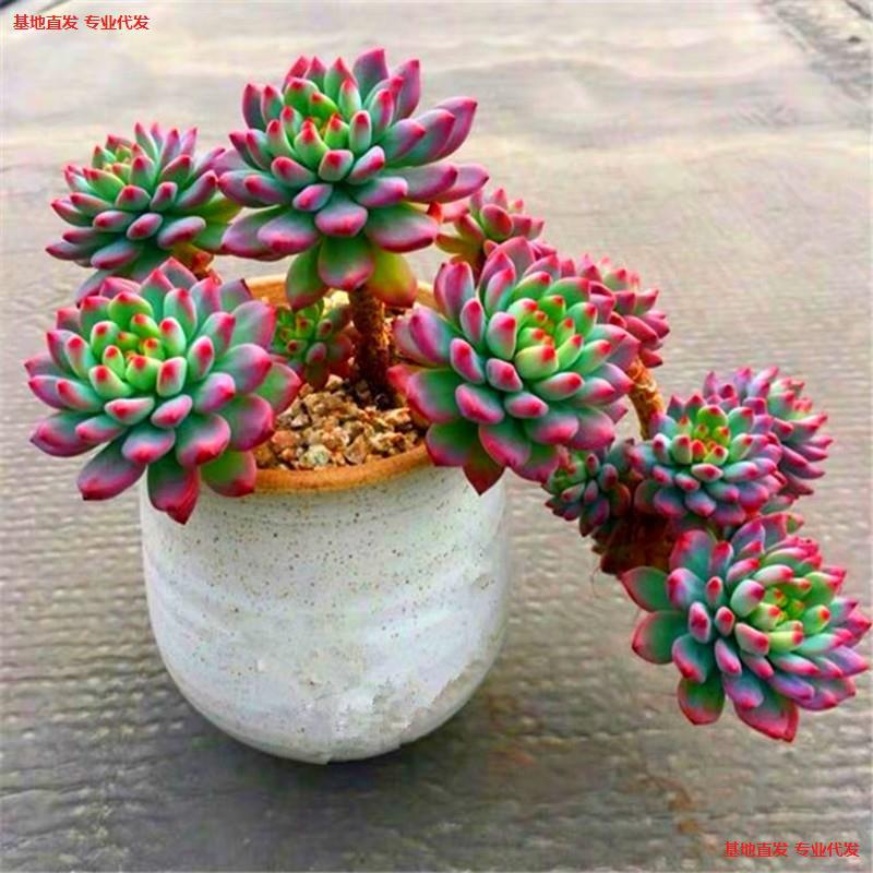 Blue Apple Succulent Old Stump Cliff Stump Multi-Head Large Plant Super Large Winter Succulent Plant for Desktop Blue Apple Succulent Old Stump Cliff Stump Multi-Head Large Plant Super Large Winter Succulent Plant for Desktop