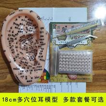 超清18cm耳朵多穴位模型耳模型耳廓针灸耳穴模具挂图耳贴探笔耳书