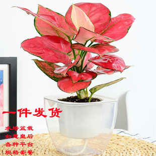 �����t����ˮ�໨������ʺ��Ї��t�҃�ֲ�������՚���B����ֲ��