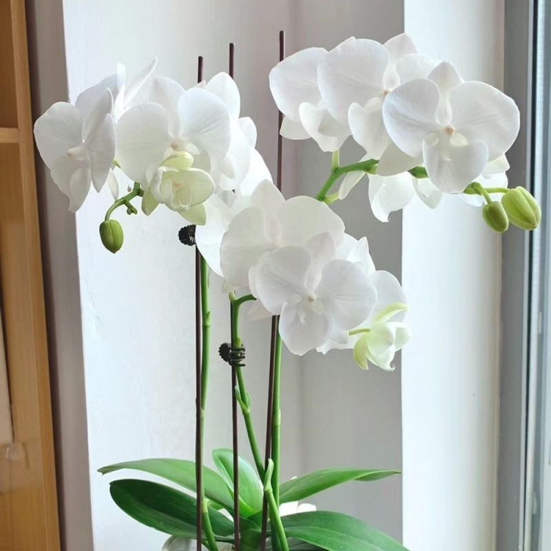 Phalaenopsis Orchid with Flower Buds Blooms in All Seasons, Potted Plant for Indoor Living Room, Green Plant, Floral Landscape, Easy to Maintain Finished Product