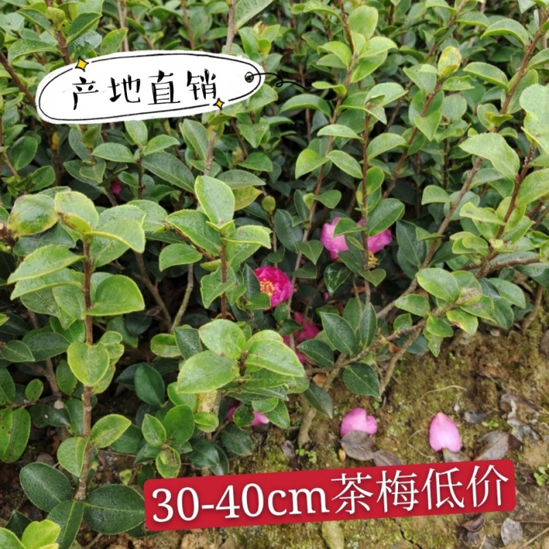 长沙包邮茶梅花苗棵茶花开花盆栽耐寒植物庭院绿化花期长