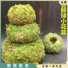 日式苔藓球个性创意花盆植物苔藓球花器青苔球石斛兰花阴生种植盆