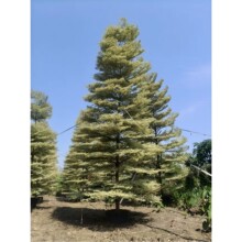 宝塔形植物锦叶榄仁行道绿化工程苗花叶榄仁庭院遮阴树