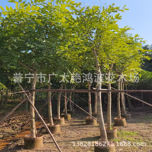 �V�|��ꖾG��ľ�D�c��ţ�ǘ䲨˹���v�繤�̾G����ľ���a����ľ��