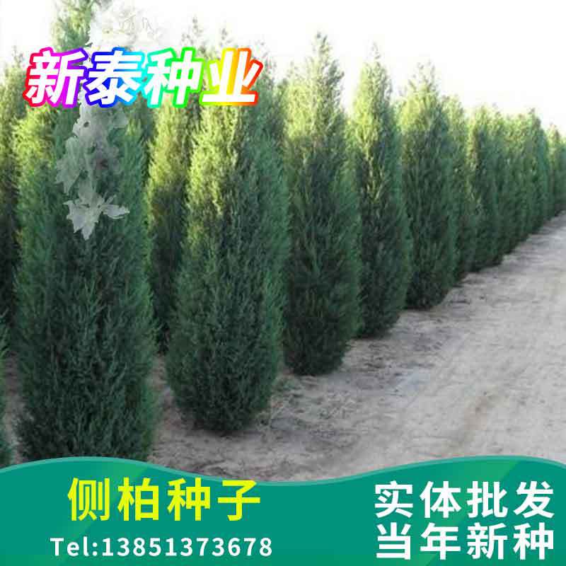 侧柏种子四季常青树种扁柏可嫁接龙柏四季可播包邮柏树种子基地