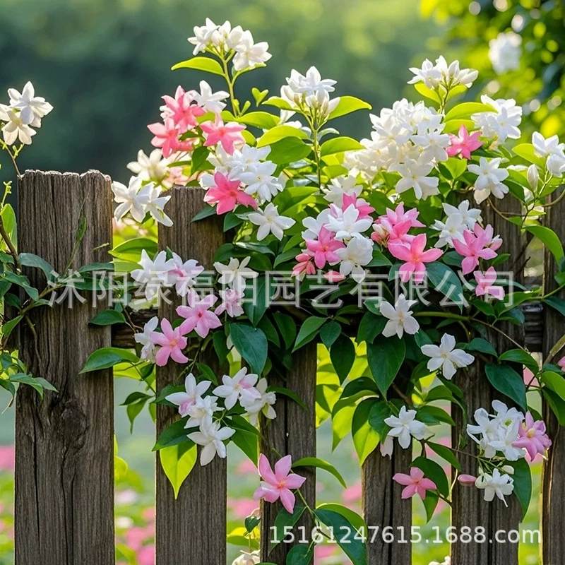 Морозостойкое горшечное растение с ветряной мельницей жасмина, легко выращивается, висящий шелковый цветок-плющ, засухоустойчивое балконное растение, цветет в любое время года, арка жасмина.