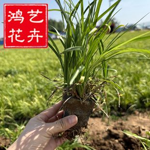 Broad-leaved Ophiopogon japonicus cup seedlings Japanese dwarf Ophiopogon japonicus seedlings Ophiopogon japonicus perennial root flower covering green grass flowers
