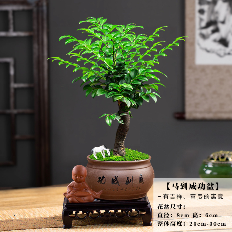 [가게 주인 추천] 오래된 더미 단극 자단 + 보라색 모래 즉석 성공 분지 / 무료 기본 초보자 조랑말