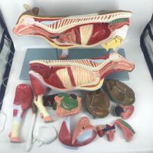 ţ����ģ�� ������ʿɲ�жģ�� �iţ���R�����K���ʽ̌W�[��