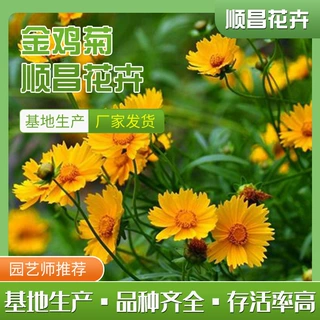 金鸡菊苗木 10-25度花境花带绿化用 青州基地批发金鸡菊苗木