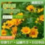 青州绿化基地花境金鸡菊