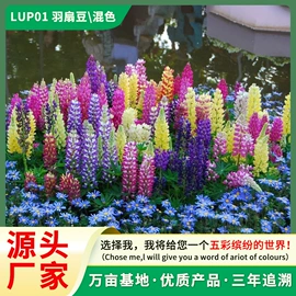 种子;种苗;种球