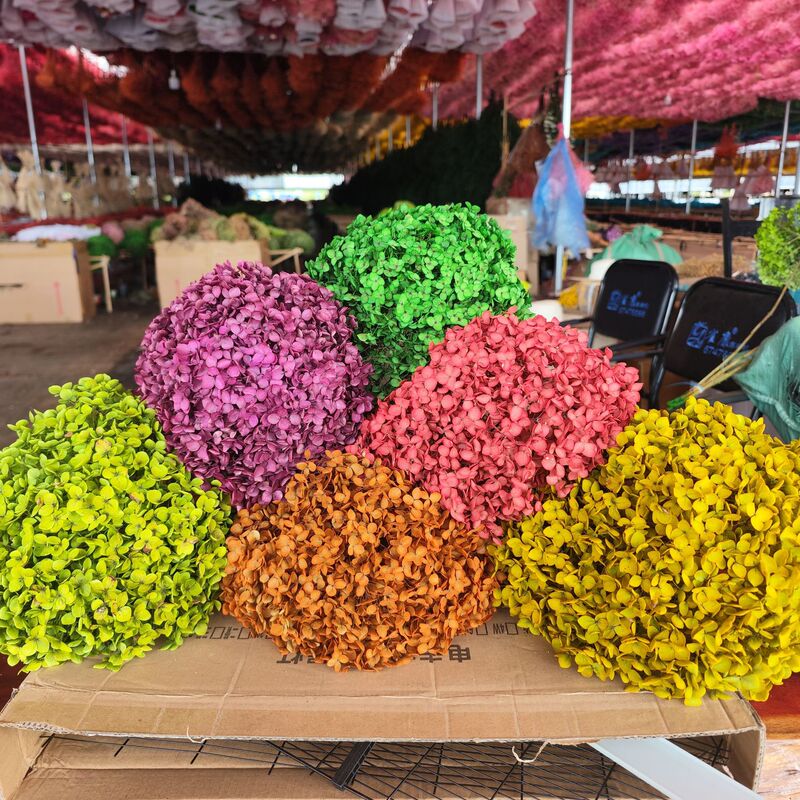 Dried Flower Hydrangea Immortal Flower Anna Single Branch Color-Absorbing Flower Arrangement Decoration Floral Dyeing
