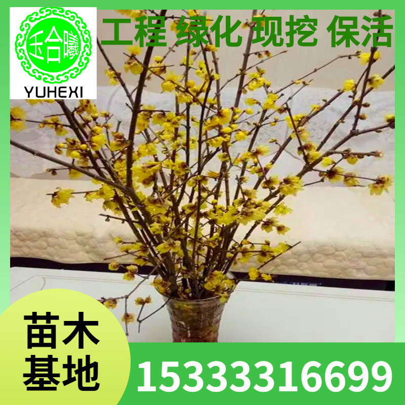批发红玉兰花干枝条桃枝鲜活水培水养红梅花腊梅花泡水开花桃树