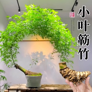 С�~�{������辰��Ƥ�����Ϙ��҃Ȳ��������ļ������������F����