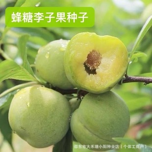 蜂糖李子果种子混色大李子耐寒新品种盆栽地栽南北方种植当年结果-阿里巴巴