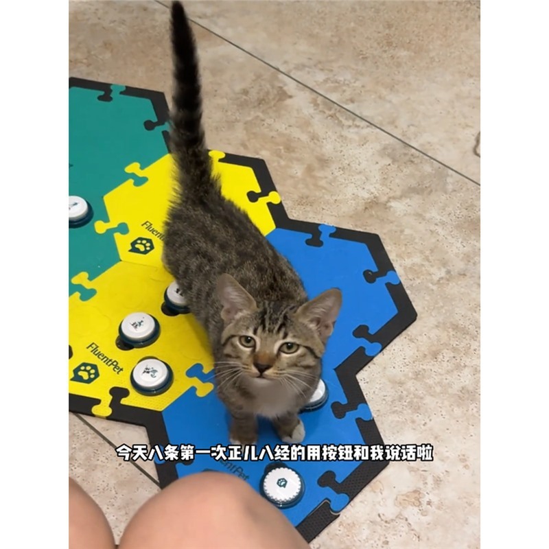 猫猫说话按钮垫子训练垫子猫狗说话猫狗说话录音宠物对话按钮发声|undefined