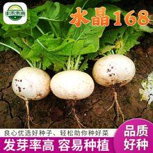 厂家发货 水晶168种子包白萝卜种植大棚田地种子家庭种植好存活