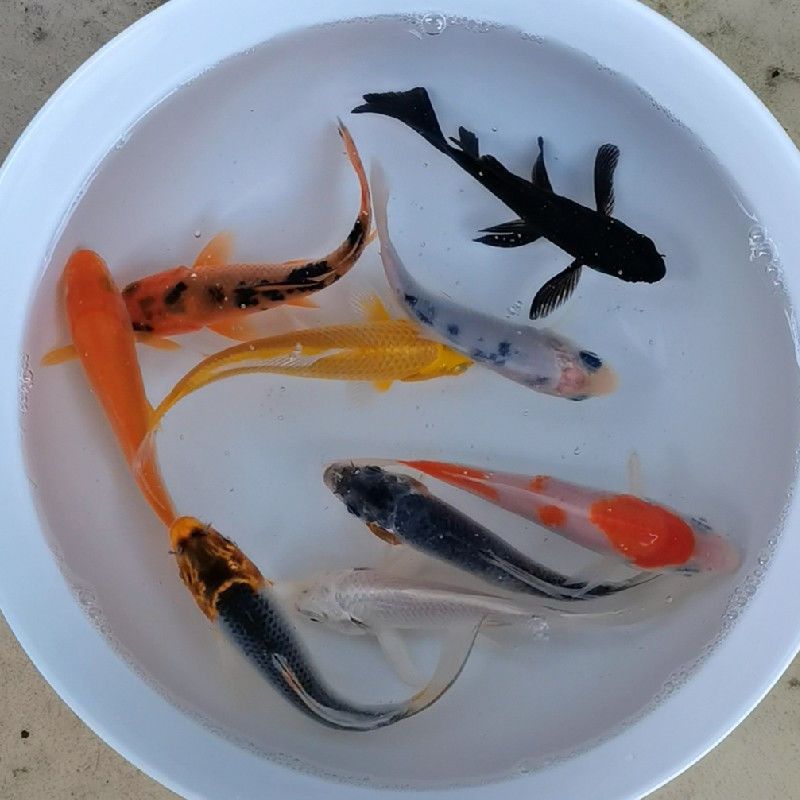 冷水观赏鱼锦鲤批发小型观赏鱼红白三色黄金白金绯写好养耐活好运