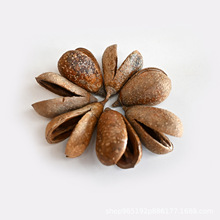 【流星壳】进口植物干果果实标本批发材料包手工diy配件材料干花