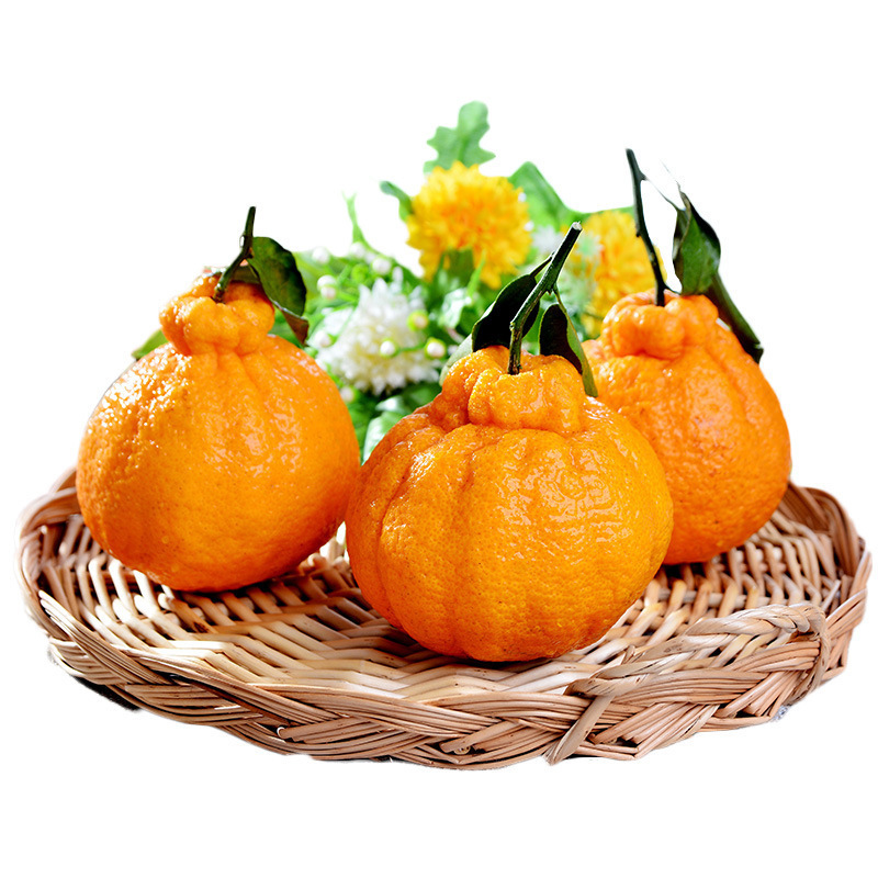 0.5kg - [과일왕] 점장님이 적극 추천하는, 나무에서 보기 드문 녹색과 노란색 껍질!