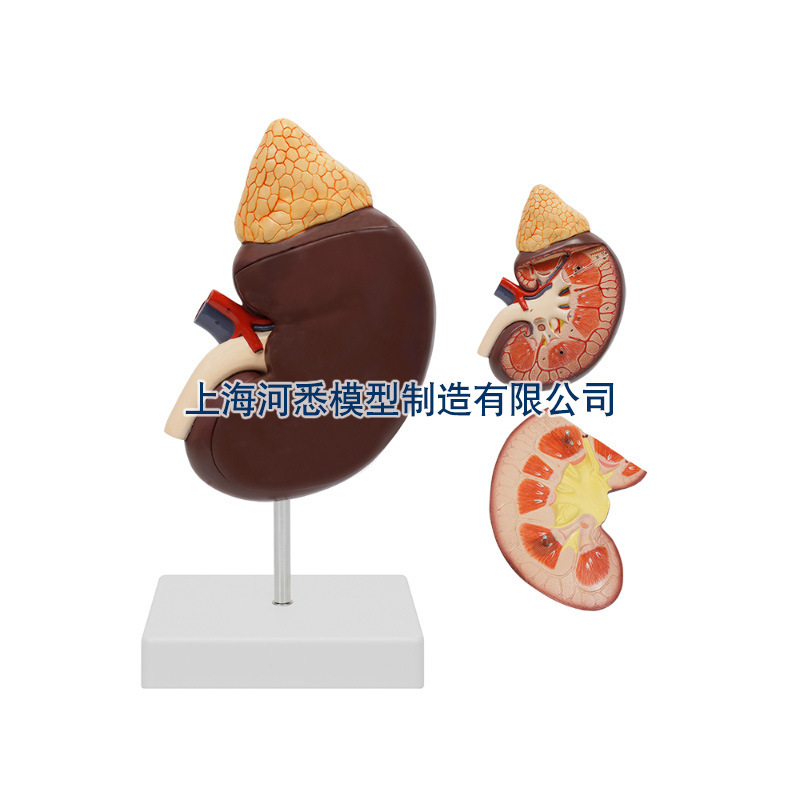 肾解剖附肾上腺模型-放大3倍2部件-阿里巴巴
