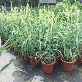 水生花叶芦竹花叶芦苇水培植物彩叶金叶芦苇池塘耐热耐湿绿植