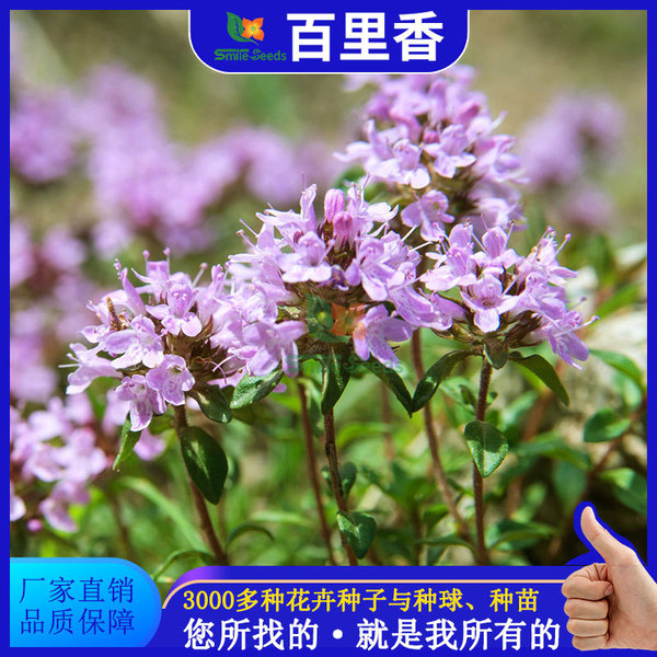 Baili fragrant seeds aromatic plant flower seeds pot planting seeds