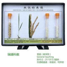 模型发现洋生物植物昆虫动植物标本动物幼儿园科学教学盒室标本