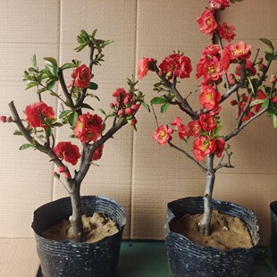 ���Ļ����ԾG��ʯ��ɫ�ļ������辰�҃����̨���ܾGֲ