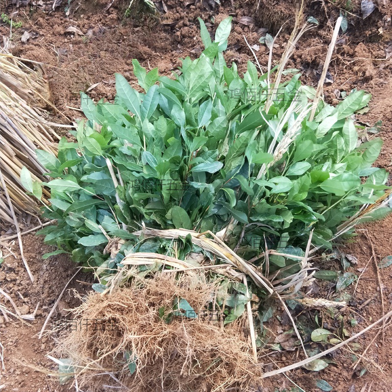 龙井43号茶叶树苗 绿化苗木浙农117常绿中茶108南方种植苗圃直销