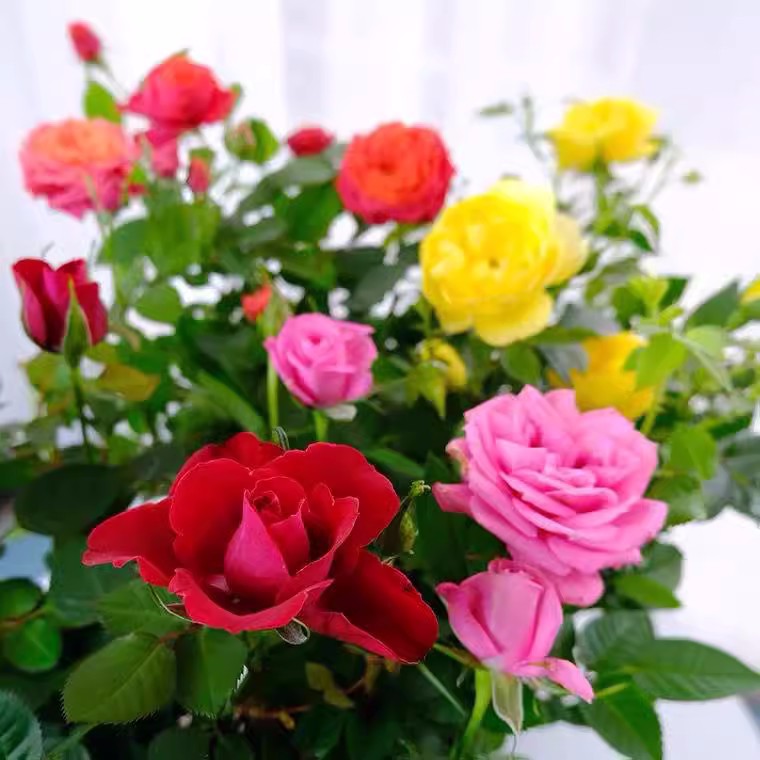 Semillas de rosas Flores en macetas en todas las estaciones Flores en macetas Plantas Flores en interiores y exteriores Semillas en macetas explosivas Balcón del patio