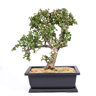 Imitation Purple Sand Fleshy Flower Pot Square Rectangular Thickened Plastic Flower Pot Small Potted Plant Small Bonsai Planting Pot