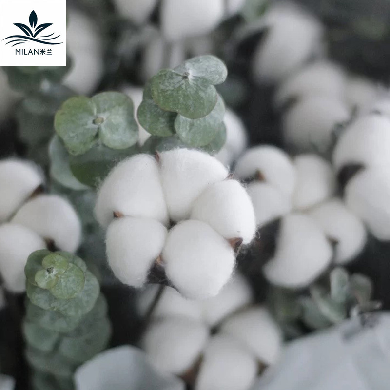 Milan algodón natural flor seca ramo de flores material de embalaje hecho a mano DIY flor eterna accesorios de tiro de algodón de madera