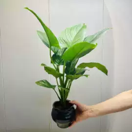 栽培基质;盆栽;营养液