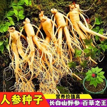 长白山人参种子一年四季种植盆栽东北西洋参草本植物药材新品种