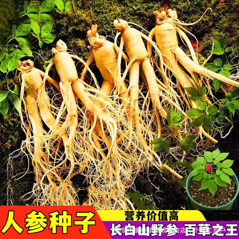 长白山人参种子一年四季种植盆栽东北西洋参草本植物药材新品种
