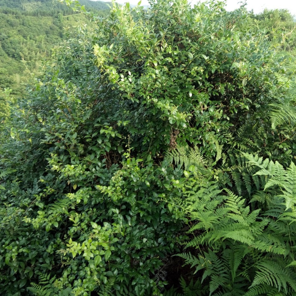 高山藤茶莓茶叶片少梗无沫夏茶叶片溪黄草大货