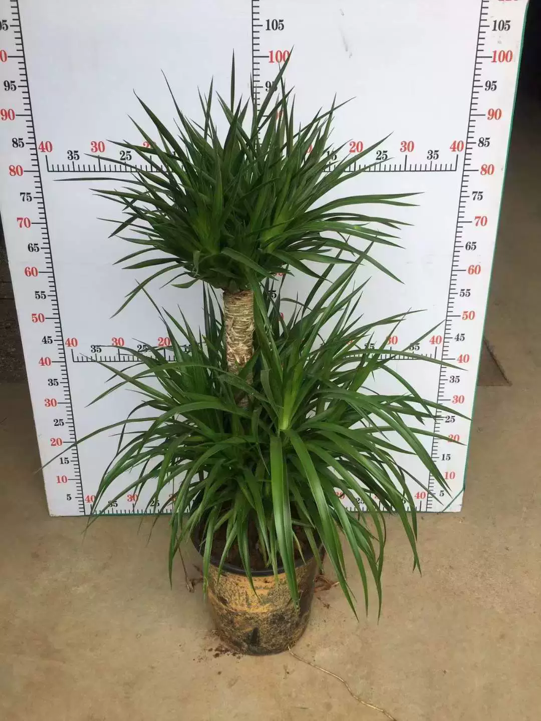 [Прямые поставки базы] Просмотр листьев в помещении и на открытом воздухе Декоративное зеленое растение в горшке Супер Двухслойное многослойное дерево крови дракона