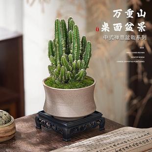 Wanzhongshan Potted Cactus Succulent Plant Indoor Office Green Plant Evergreen Cactus All Year Round Easy to Grow and Live