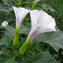 �����_�N��ͥԺ�������Լ�ͥ�̨�Nֲ���ݻ����ݻ��ļ����ܻ��N��