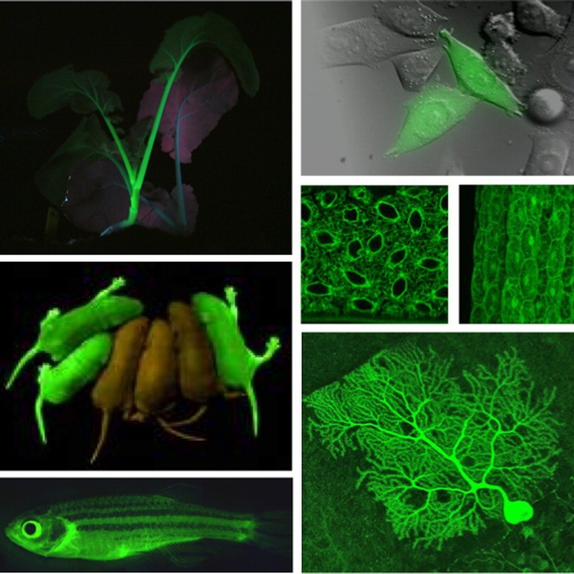 LUYOR-3415RG˫����ӫ�⵰�׼�����Դ�۲���ɫӫ��ͺ�ɫӫ�⵰��