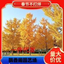 һ�����l���~�y�Ә���׹�����ͥԺ�e���G����ľ�е����y�Ӵ����