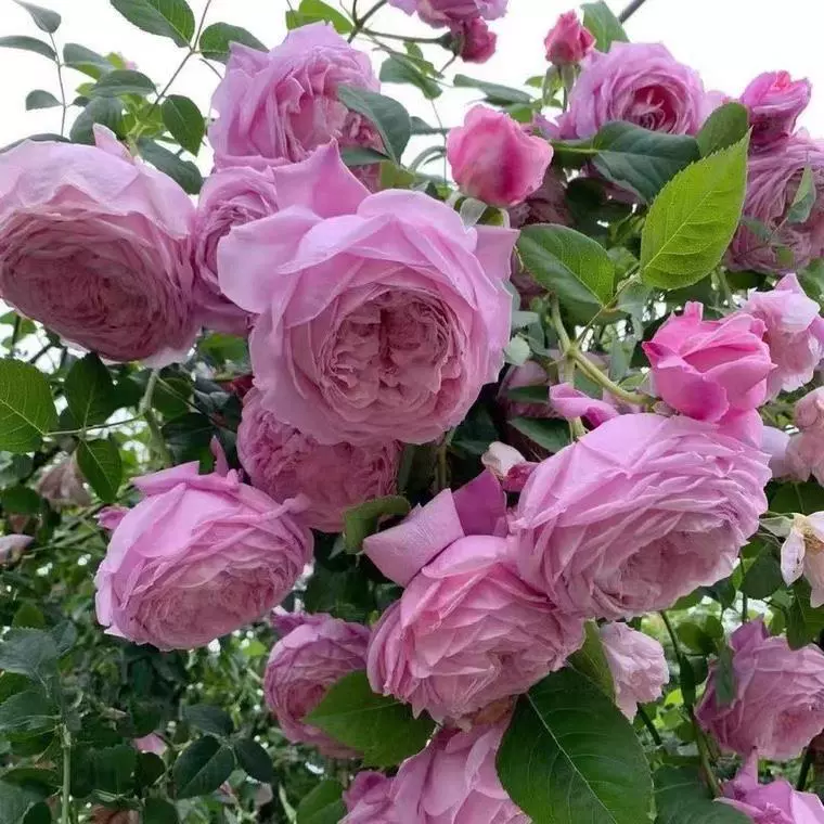 Свободный дух, виноградная лоза, саженцы роз, вьющиеся лозы, цветущие розы круглый год, цветочные растения в горшках, саженцы роз, зеленые растения