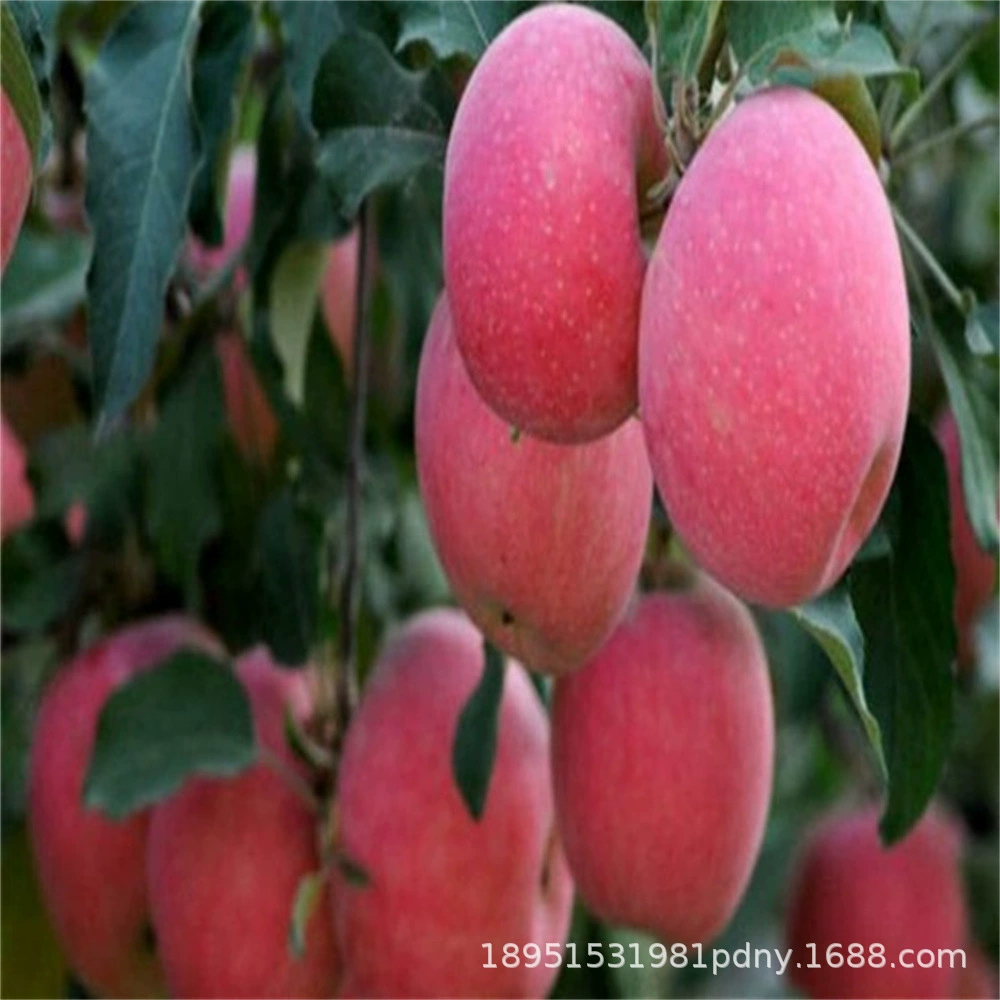 Гала-яблочно-грушевые саженцы, морозостойкие замороженные груши, горшки-груши с красной кожей, грушевидные горшки, посадка на полный южный дворе, фрукты медведя в тот же год.