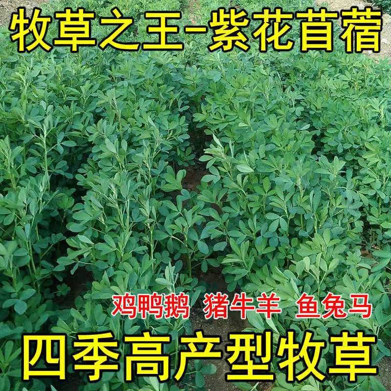 Alfalfa Seeds, Perennial Pasture Seeds, Four-Season Breeding, Feeding Sheep, Cattle, Pigs, Chickens, Ducks, Goose, Fish Pasture Seeds Alfalfa Seeds, Perennial Pasture Seeds, Four-Season Breeding, Feeding Sheep, Cattle, Pigs, Chickens, Ducks, Goose, Fish Pasture Seeds